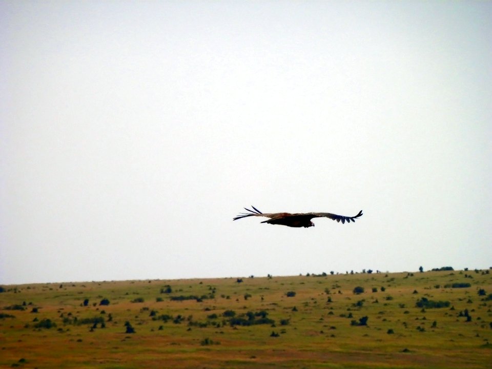 Vulture flying over Masai Mara