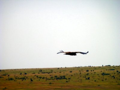Vulture flying over Masai Mara photo