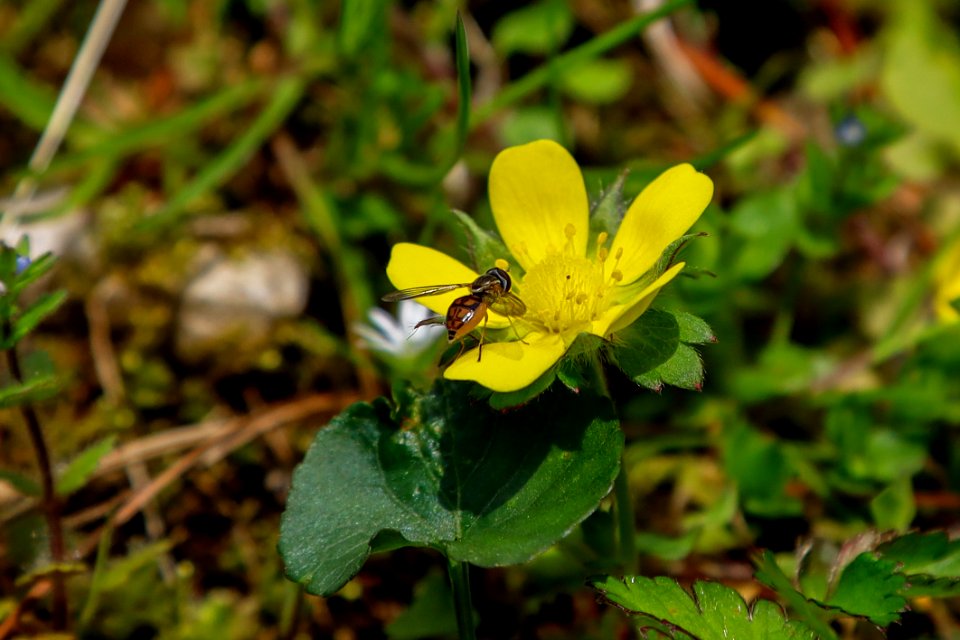 Dwarf cinquefoil--Warren Bielenberg, April 2019