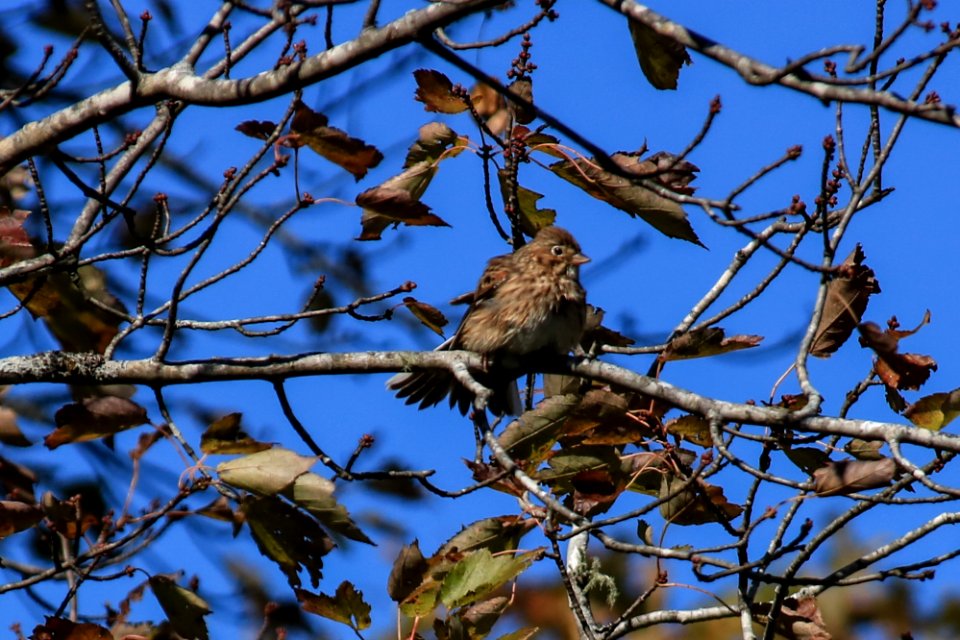 Vesper Sparrow, October 2017--Warren Bielenberg