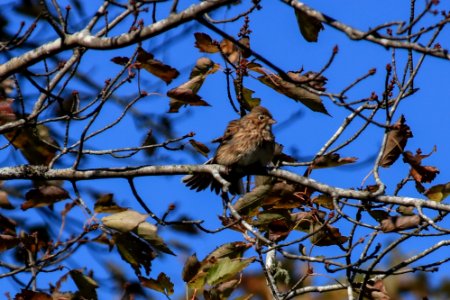 Vesper Sparrow, October 2017--Warren Bielenberg photo