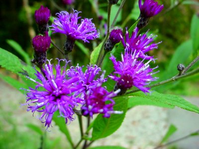 Ironweed--Tom Harrington