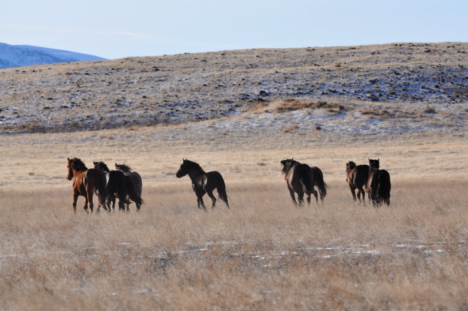 Onaqui Wild Horse Gather 02/20/12