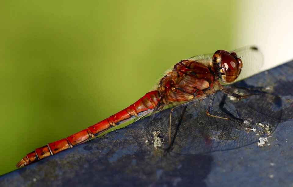 Nature close up flight insect