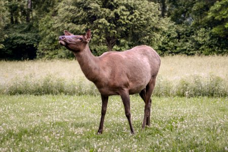 Female elk, 2018--Chalice Keith