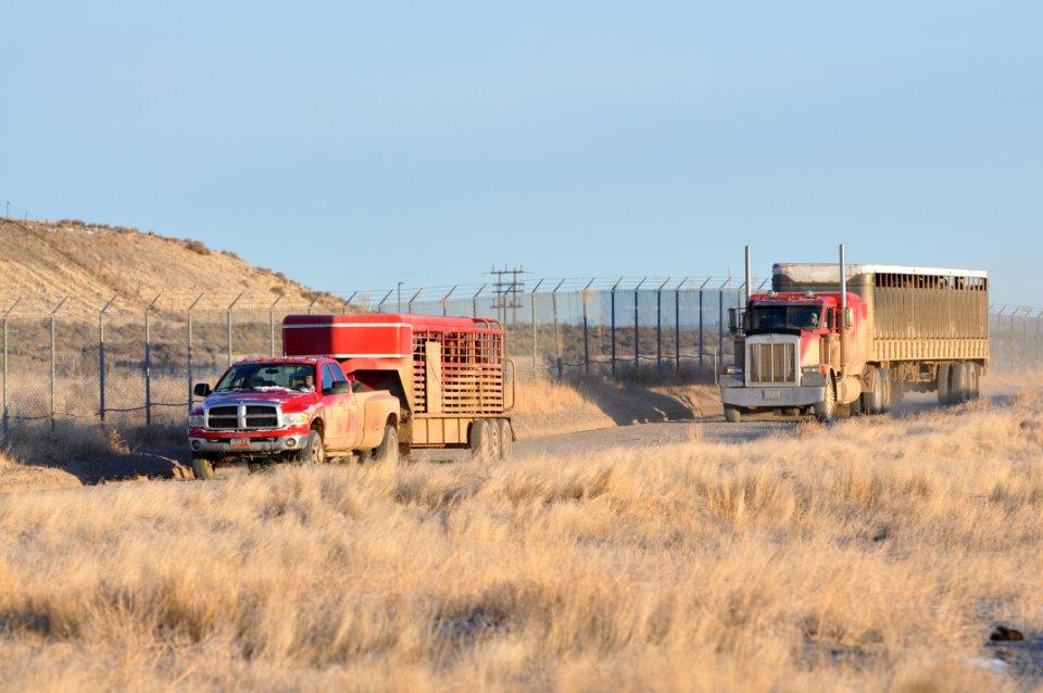 Onaqui Wild Horse Gather 02/20/12