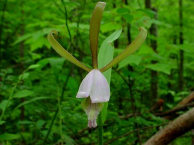 Rosebud orchid, March 2006--Tom Harrington