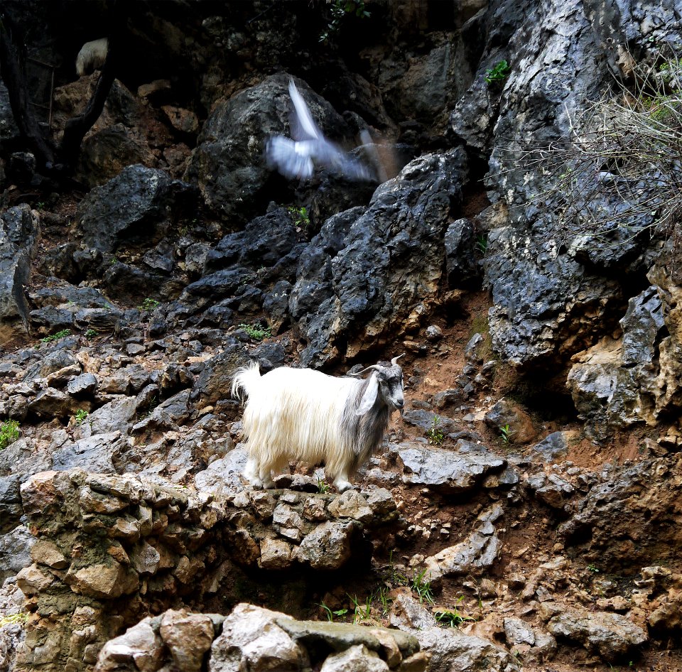 Goat near the Jeita Grotto