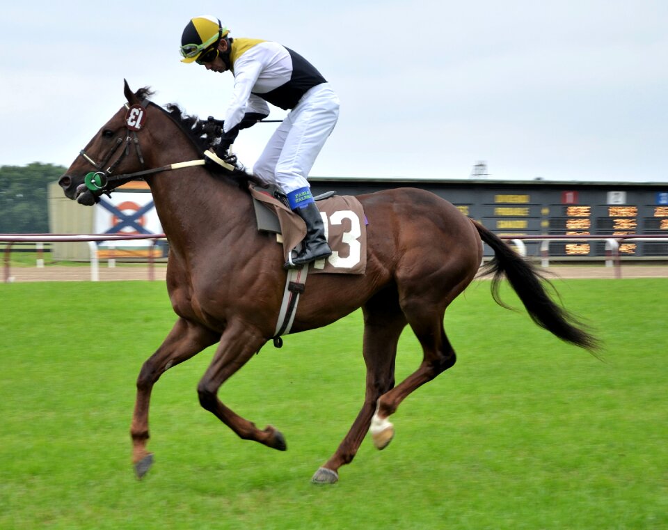 Race horse hipódromo de san isidro buenos aires