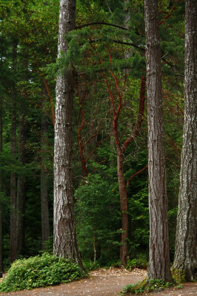 Pacific forest woods