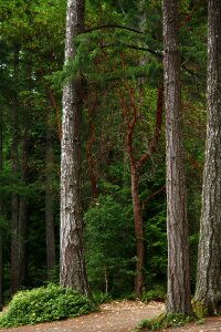 Pacific forest woods