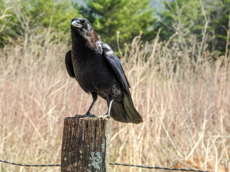 American crow, March 17, 2018--Warren Bielenberg