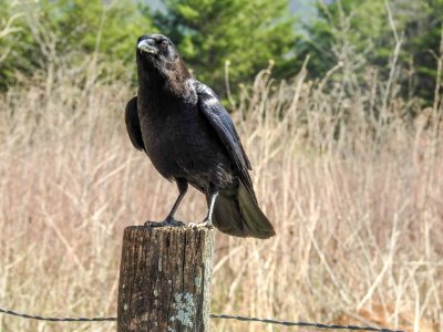 American crow, March 17, 2018--Warren Bielenberg