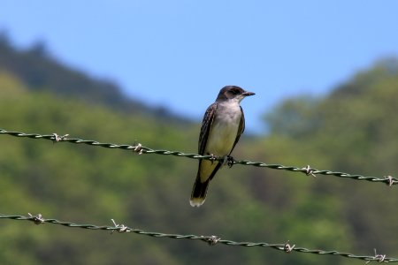 Eastern Kingbird, May 2017--Warren Bielenberg photo