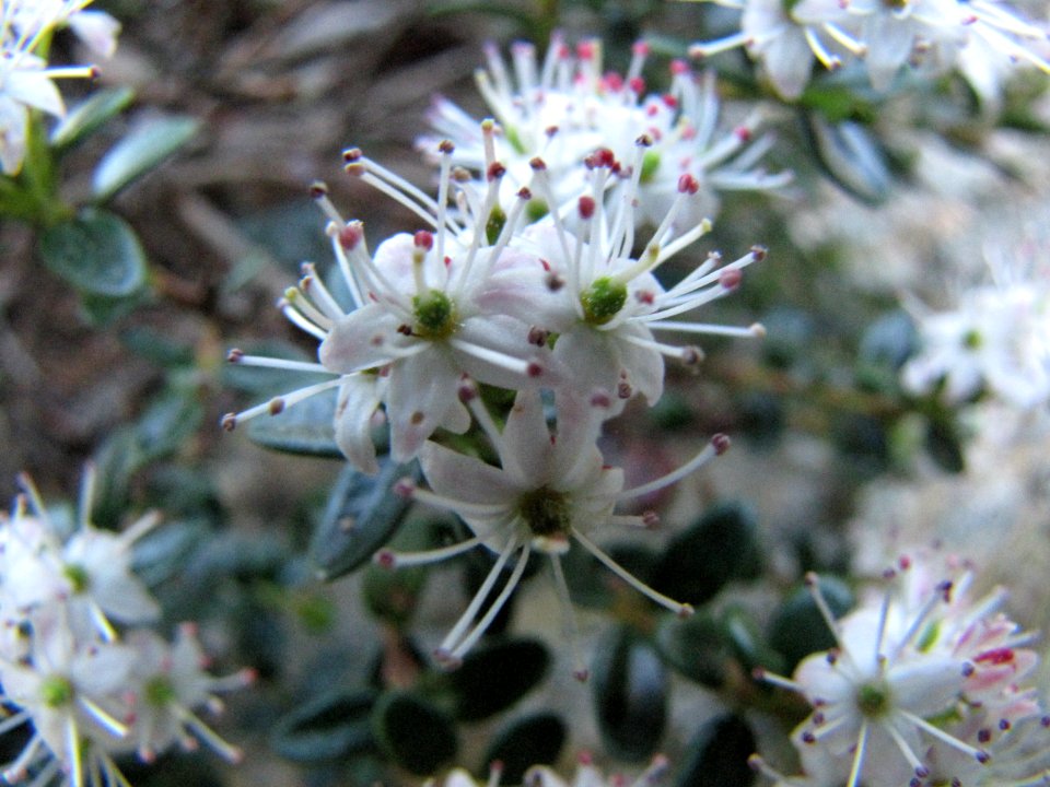Mountain Myrtle, April 2009--Tom Harrington