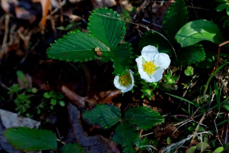 Wild strawberry--Warren Bielenberg, April 2019