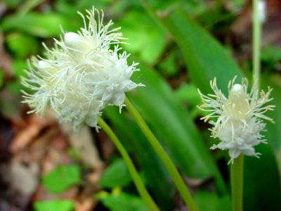 Frazer's sedge, April 2006--Tom Harrington
