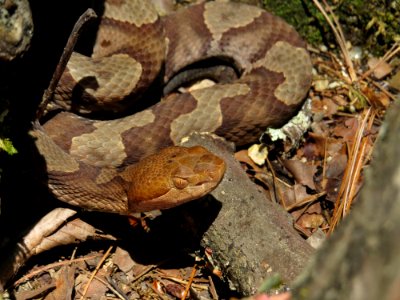 Northern copperhead, July 2015--Warren Bielenberg photo