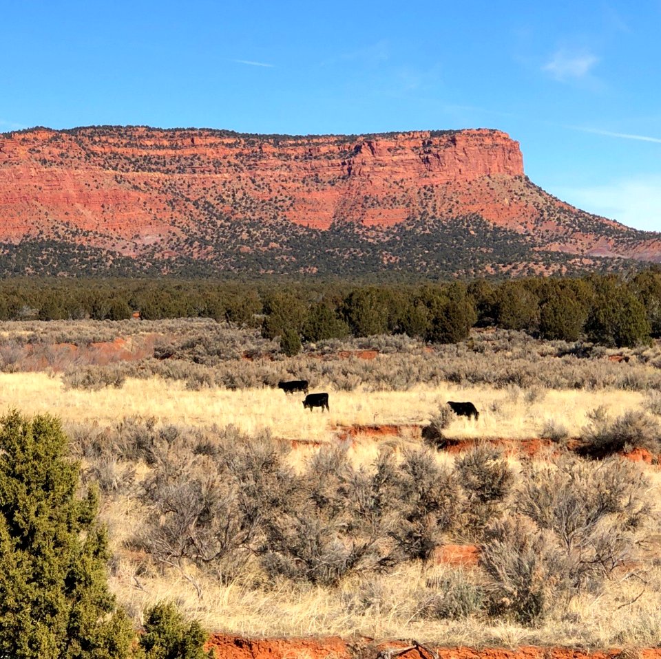 Grazing on KEPA land