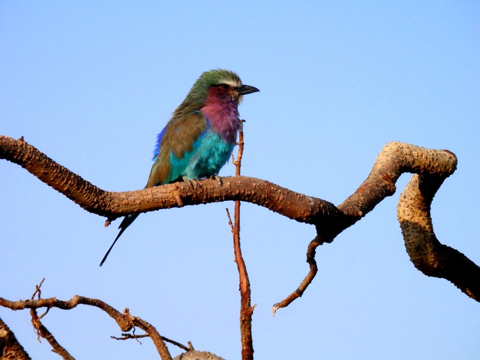 Lilac-Breasted Roller Masai Mara