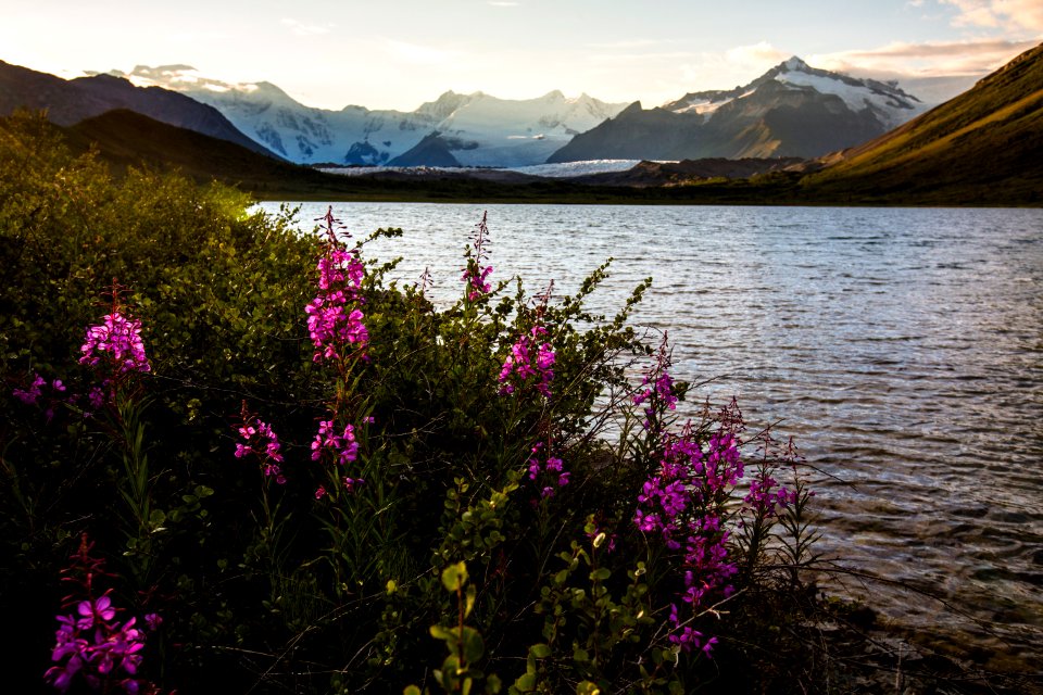 Fireweed Sunset at Lake 2