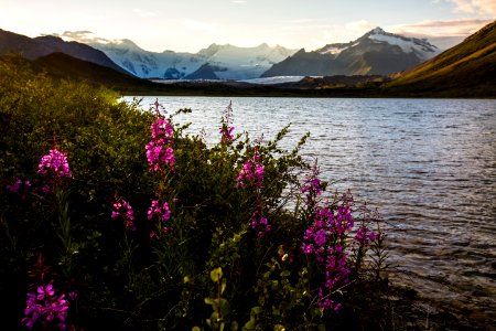Fireweed Sunset at Lake 2