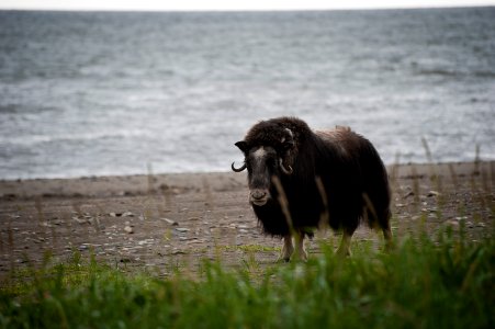 Musk ox near Nome, AK photo