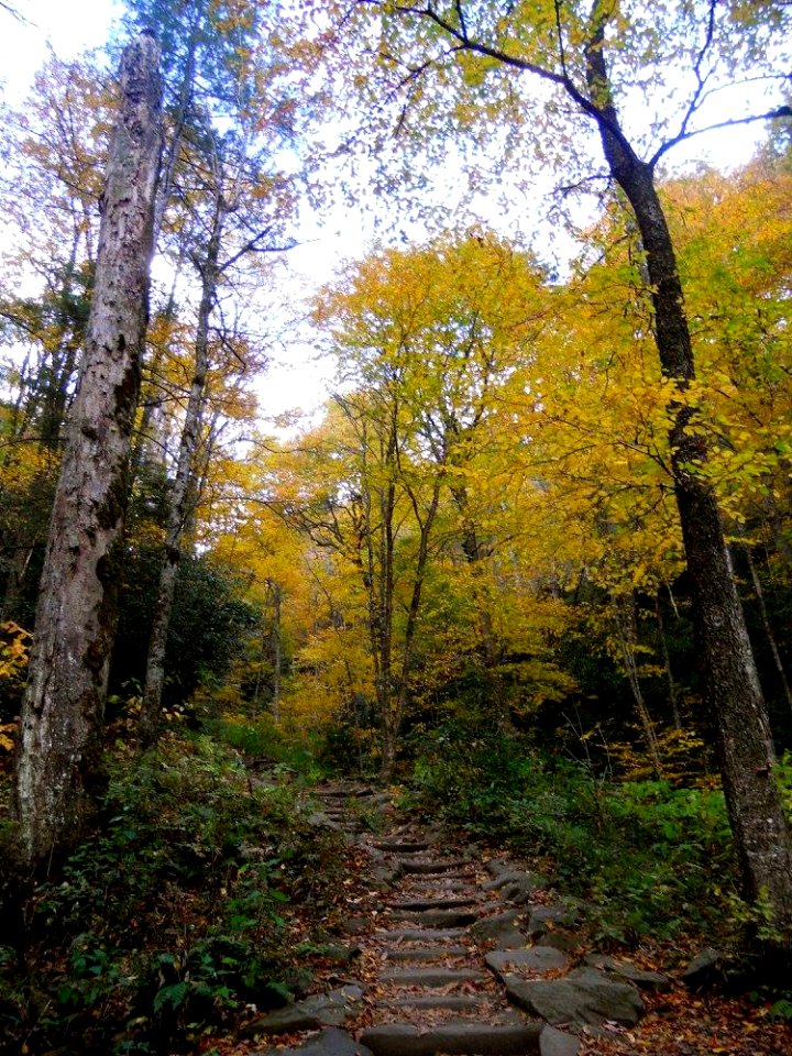 Chimney Tops Trail, October 2016--Andrea Walton