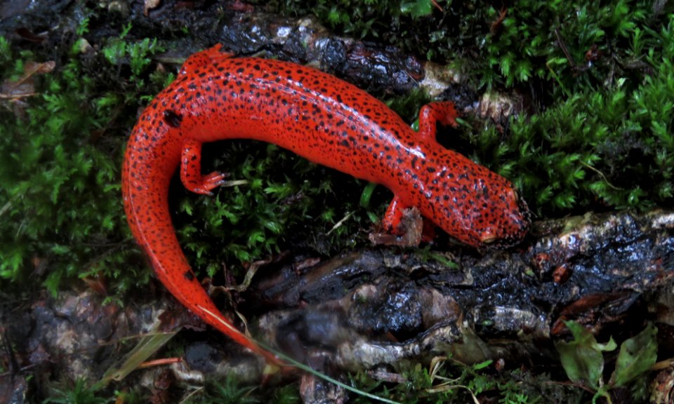 Black-chinned red salamander--Shannon Welch
