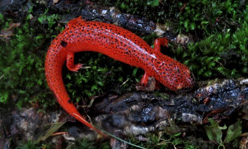 Black-chinned red salamander--Shannon Welch