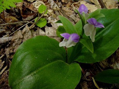 Showy orchus, April 2004--Tom Harrington