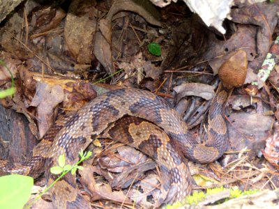 Northern copperhead, July 2015--Warren Bielenberg photo