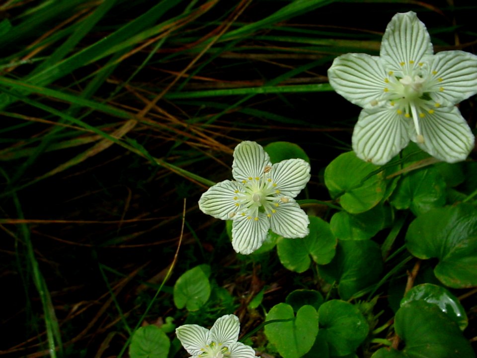 Grass of Parnassus, August 2004--Tom Harrington