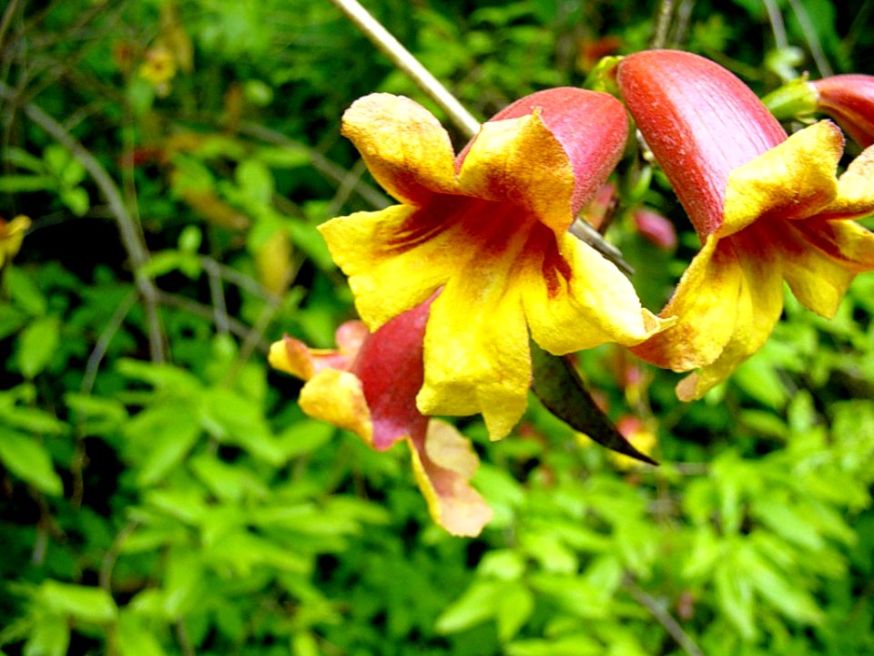 Crossvine, May--Tom Harrington