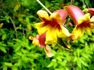 Crossvine, May--Tom Harrington