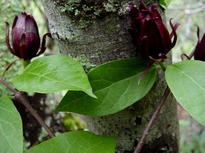 Sweet shrub, May 2004--Tom Harrington