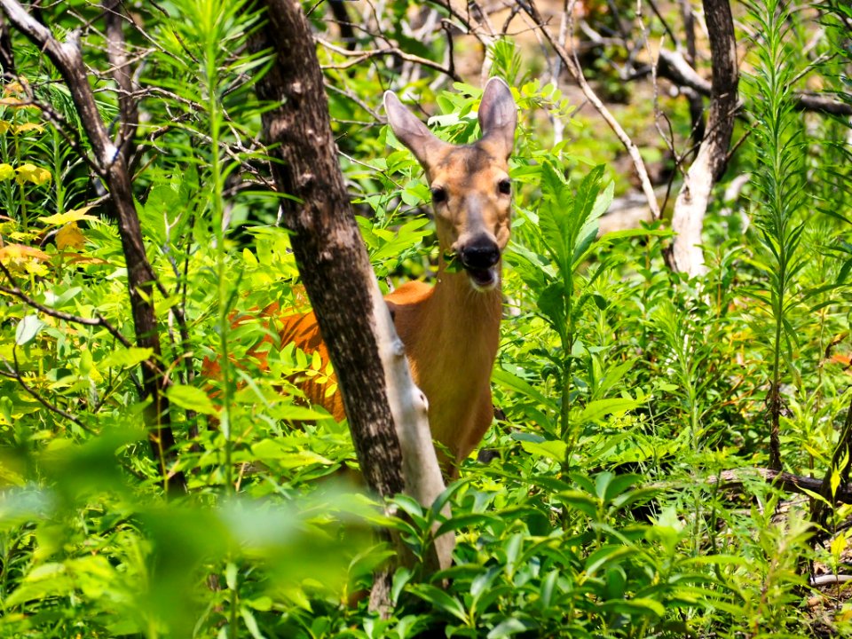 Deer, Pat Cohee--July 2018