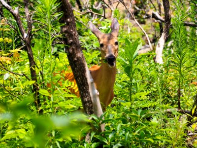 Deer, Pat Cohee--July 2018