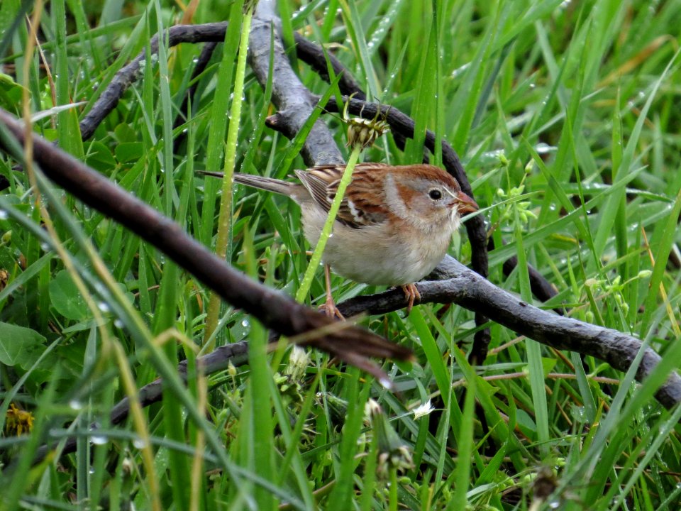 Field Sparrow, April 2016--Warren Bielenberg
