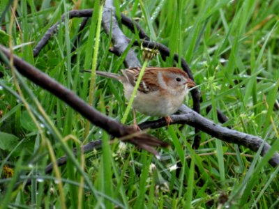 Field Sparrow, April 2016--Warren Bielenberg photo