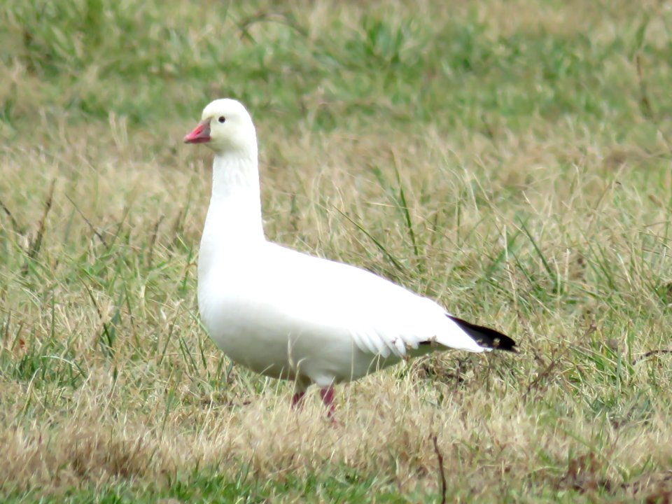 Ross's Goose, January 2017--Warren Bielenberg