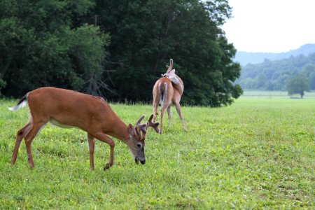 Velvet bucks, July 2014--Warren Bielenberg