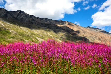Fireweed in Bremner photo