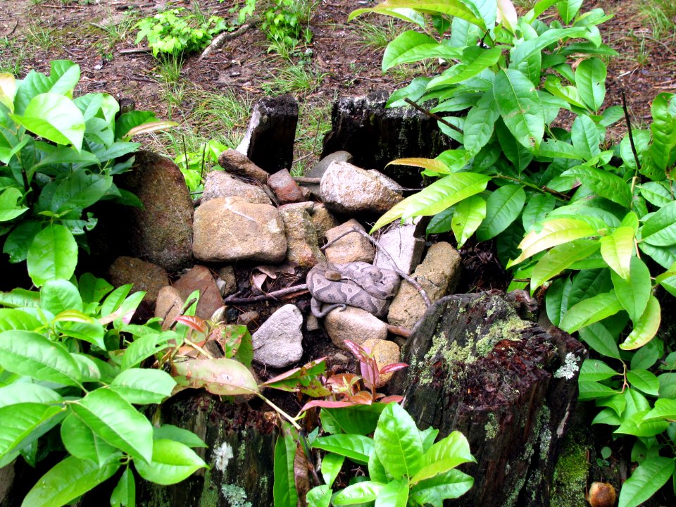 Northern copperhead, July 2008--Warren Bielenberg