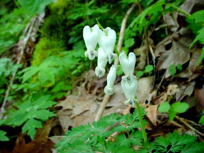 Squirrel corn--Tom Harrington