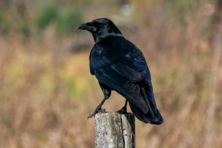 American crow, October 2017--Warren Bielenberg photo