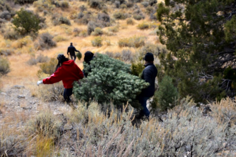 Tree Cutting in the West Desert District