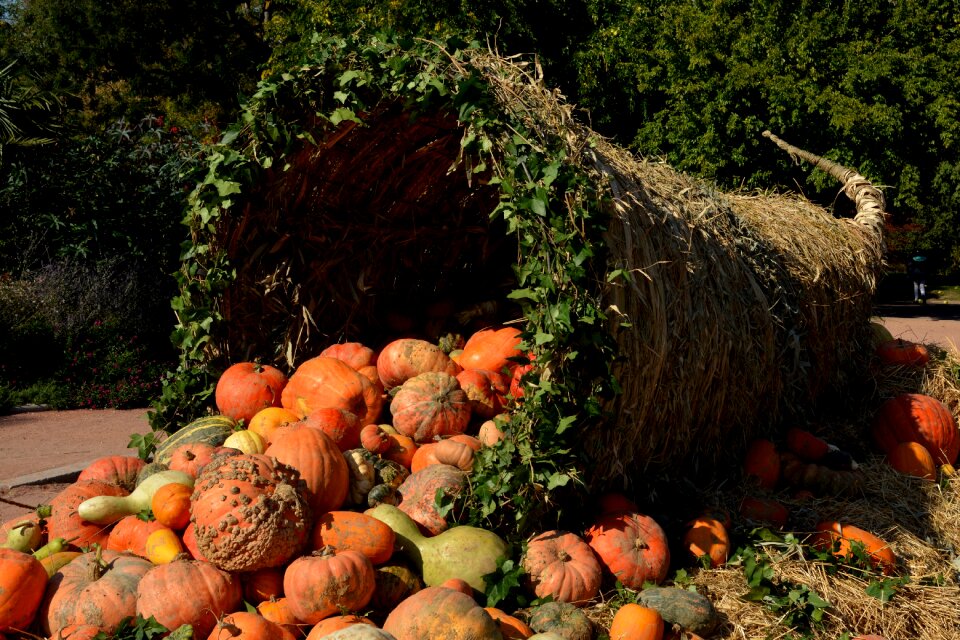 Orange autumn cornucopia