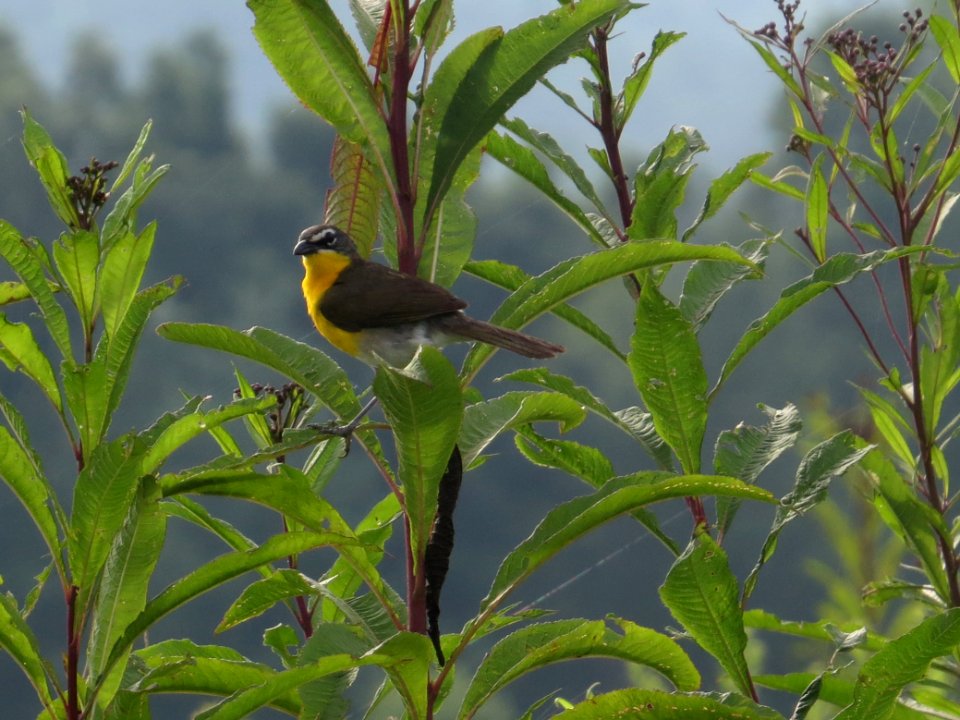 Yellow-breasted Chat, July 2015--Warren Bielenberg