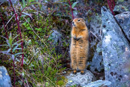 Arctic Ground Squirrel (2) - Spermophilus parryii photo